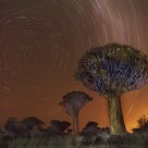 Quiver tree Startrail 